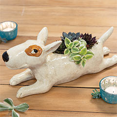 Bull Terrier Succulent